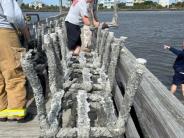 living shoreline 