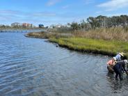 living shoreline 