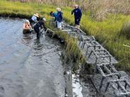 living shoreline 