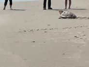 Sea Turtle Release