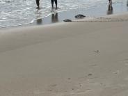 Sea Turtle Release