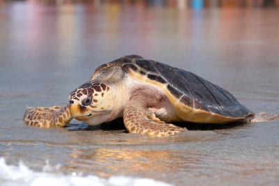 Remora Returns to the Sea