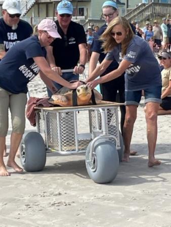 Sea Turtle Release