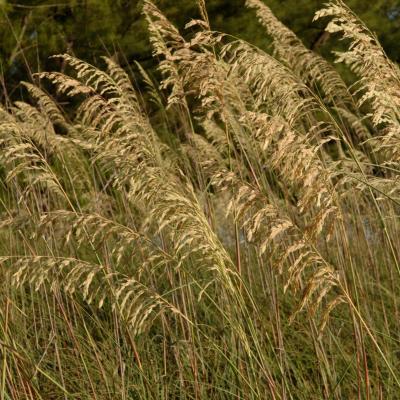 sea oats