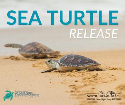 sea turtle release