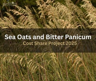 seaoats_thumbnail