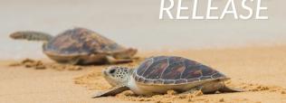 sea turtle release
