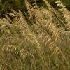 seaoat